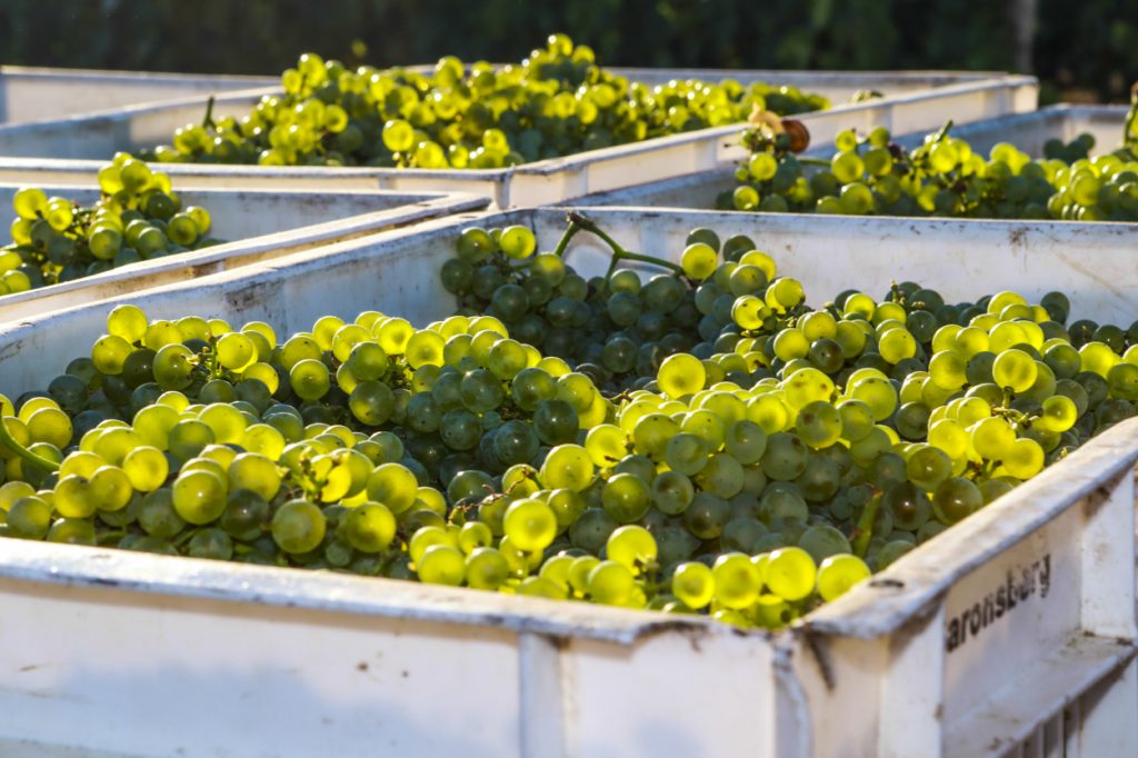 Saronsberg Grapes